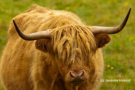 Highland cattle